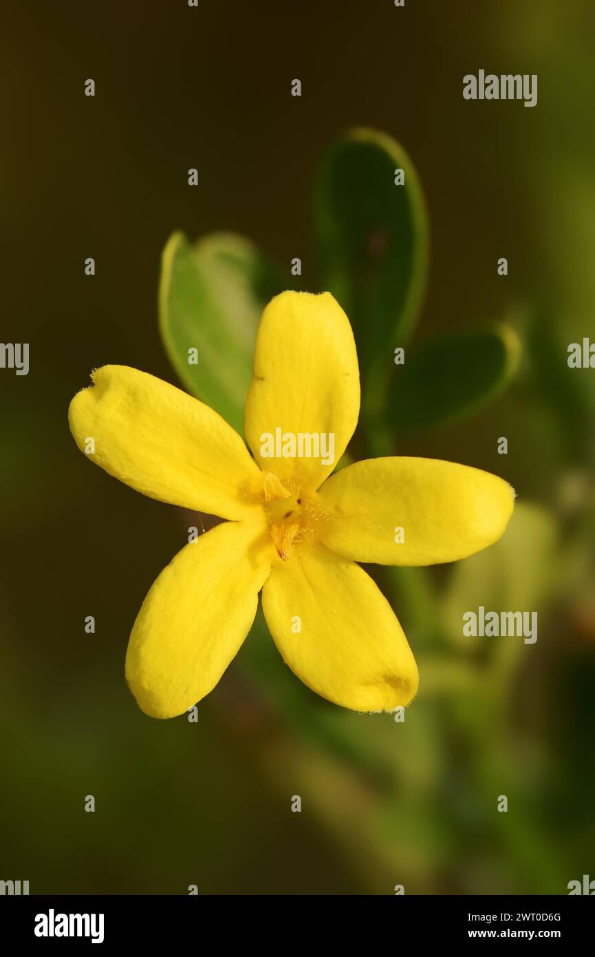 Shrub jasmine or shrubby jasmine (Chrysojasminum fruticans, Jasminum fruticans), flower, Provence, southern France Stock Photo