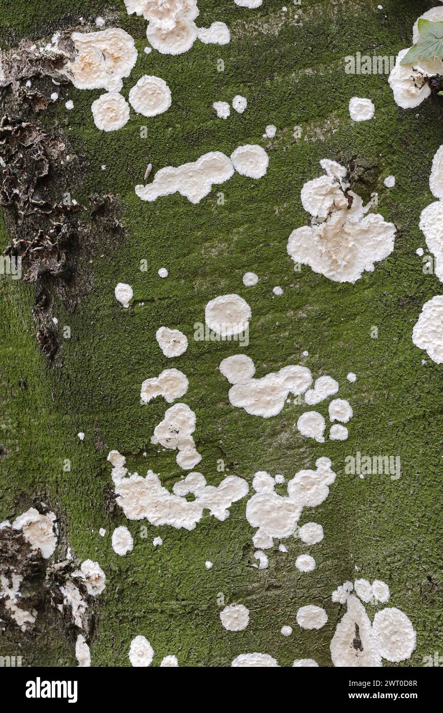 Detaching bark fungus or detaching bark sponge (Cylindrobasidium laeve, Cylindrobasidium evolvens), North Rhine-Westphalia, Germany Stock Photo