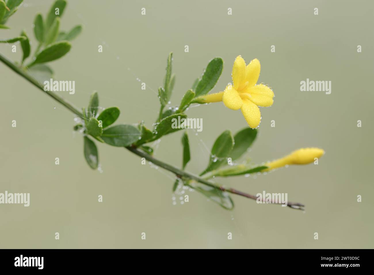 Shrub jasmine or shrubby jasmine (Chrysojasminum fruticans, Jasminum fruticans), Provence, southern France Stock Photo