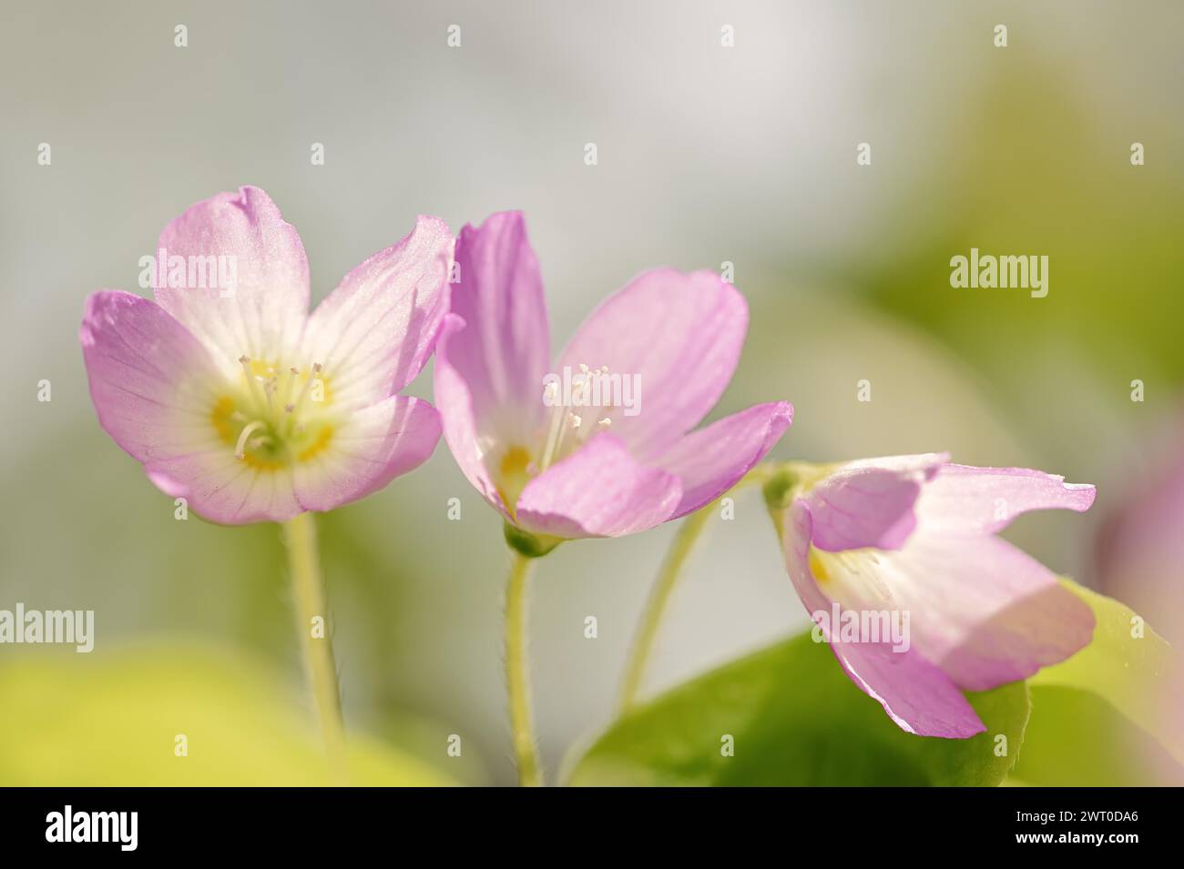 Common wood sorrel (Oxalis acetosella), flowers with pink petals, North Rhine-Westphalia, Germany Stock Photo