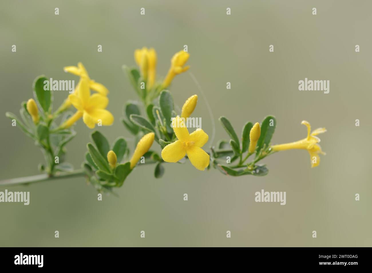 Shrub jasmine or shrubby jasmine (Chrysojasminum fruticans, Jasminum fruticans), branch with flowers, Provence, southern France Stock Photo
