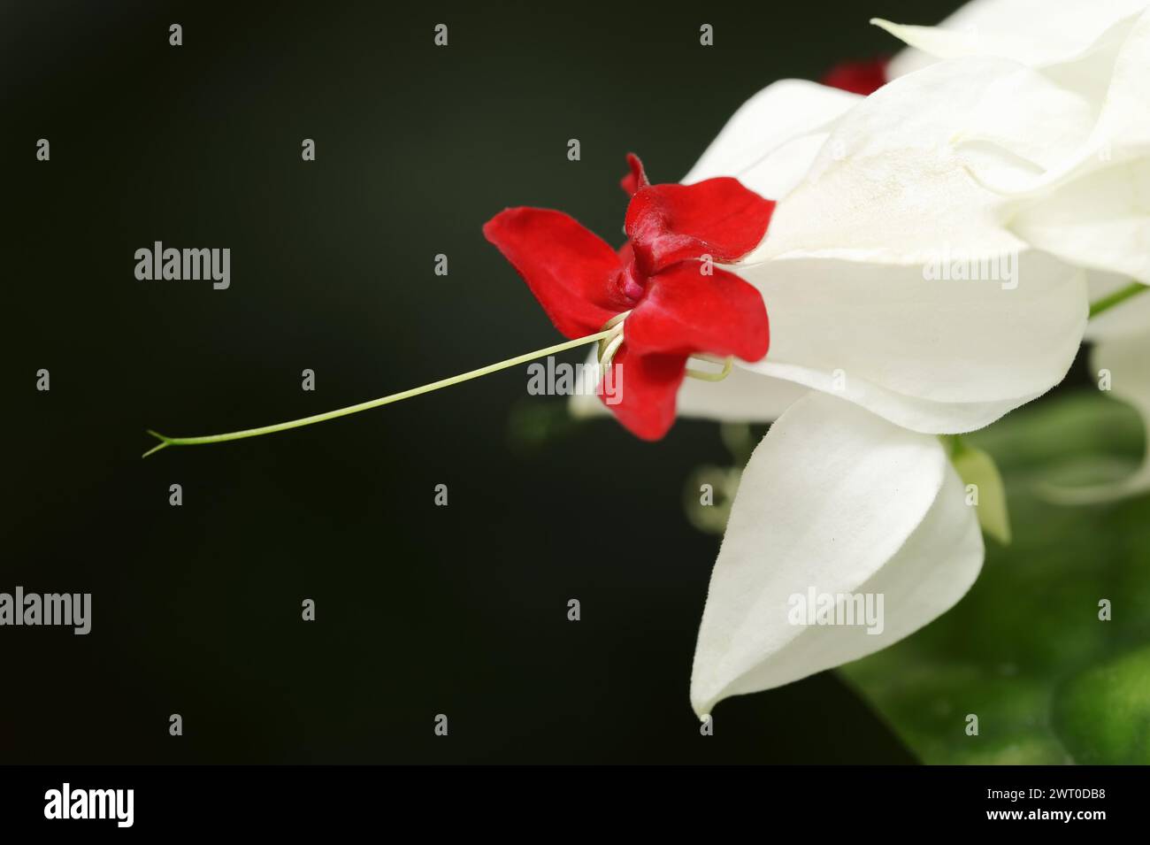 Bleeding glorybower (Clerodendrum thomsoniae), flower, native to West