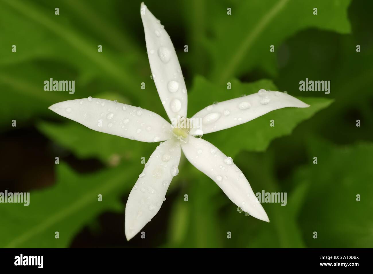 Star of Bethlehem or starflower (Laurentia longiflora), flower, native to the West Indies Stock Photo