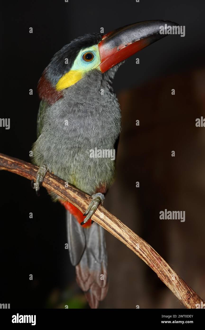 Pepper-eater (Selenidera piperivora, Selenidera culik), female, captive, occurrence in South America Stock Photo