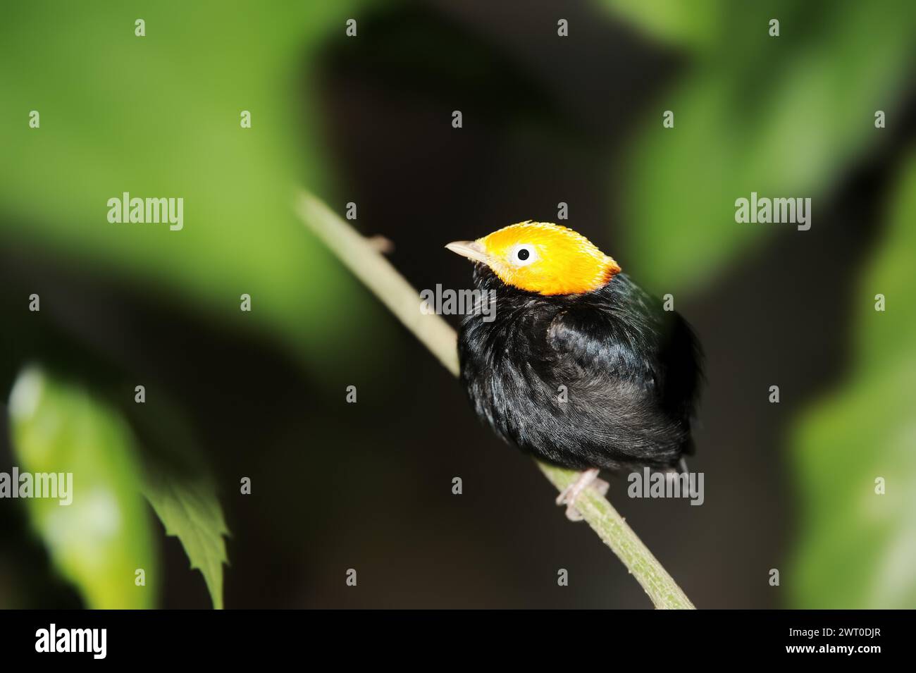 Yellow-headed or golden-headed pipra (Pipra erythrocephala), male, captive, occurring in Central and South America Stock Photo