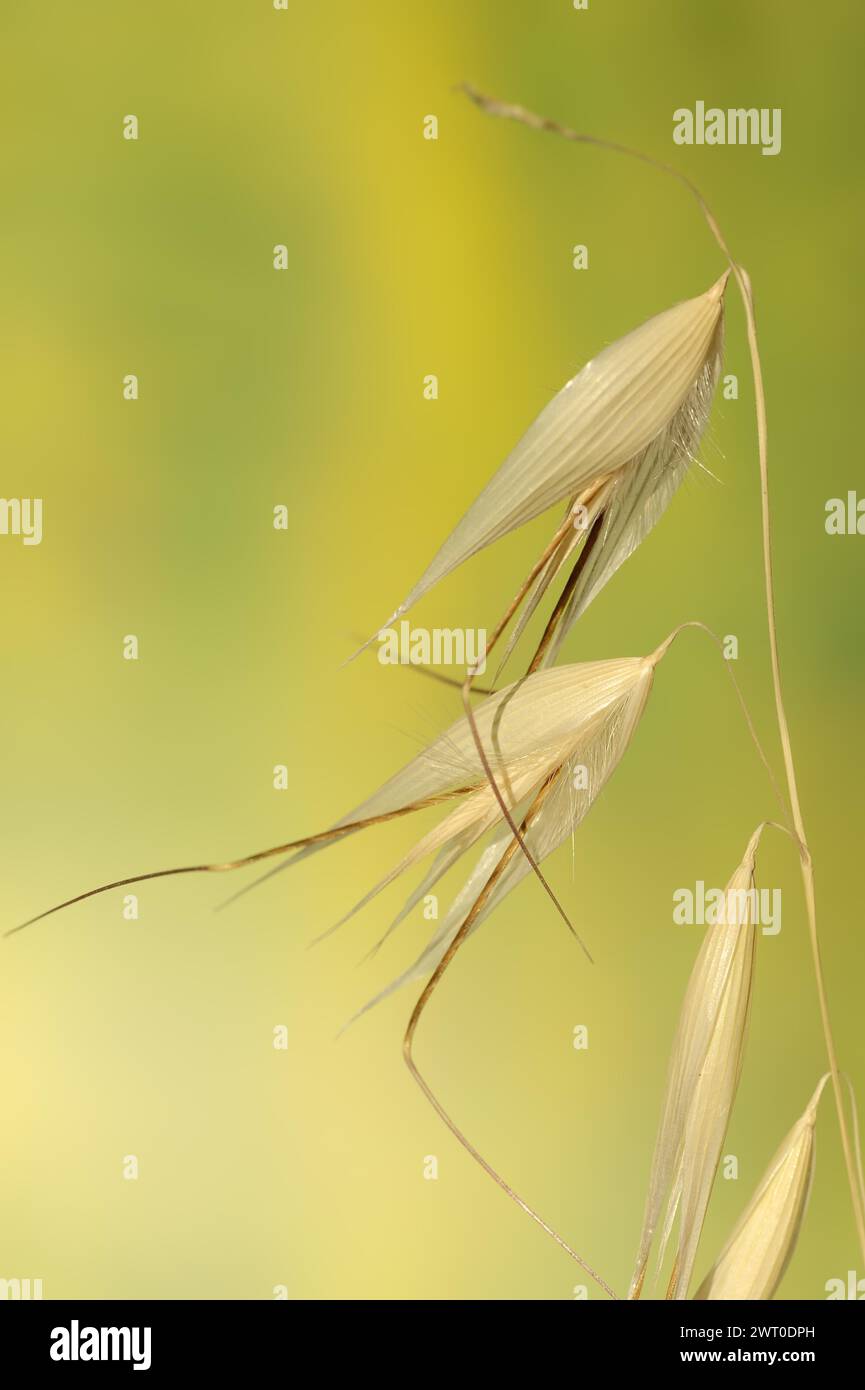 Animated oat (Avena sterilis), spikelets, Provence, southern France Stock Photo