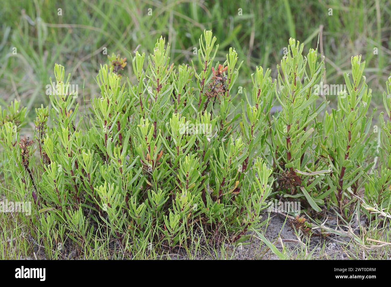 Salt Atlant (Limbarda crithmoides, Inula crithmoides), Camargue, Provence, Southern France Stock Photo