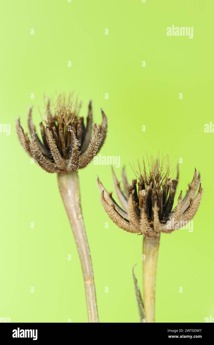 Cretaceous ragwort (Hedypnois rhagadioloides, Hedypnois cretica), fruit stand, Camargue, Provence, southern France Stock Photo