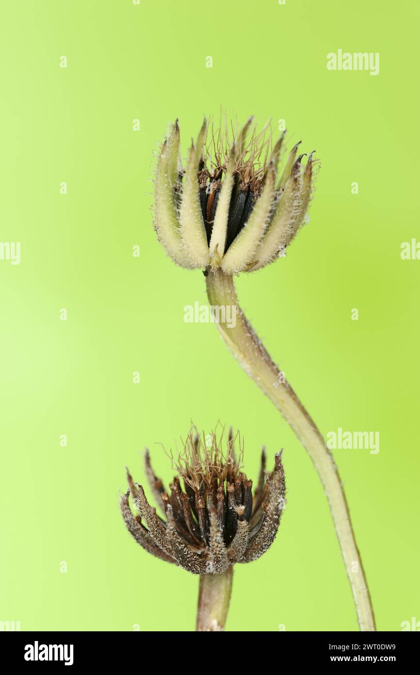 Cretaceous ragwort (Hedypnois rhagadioloides, Hedypnois cretica), fruit stand, Camargue, Provence, southern France Stock Photo
