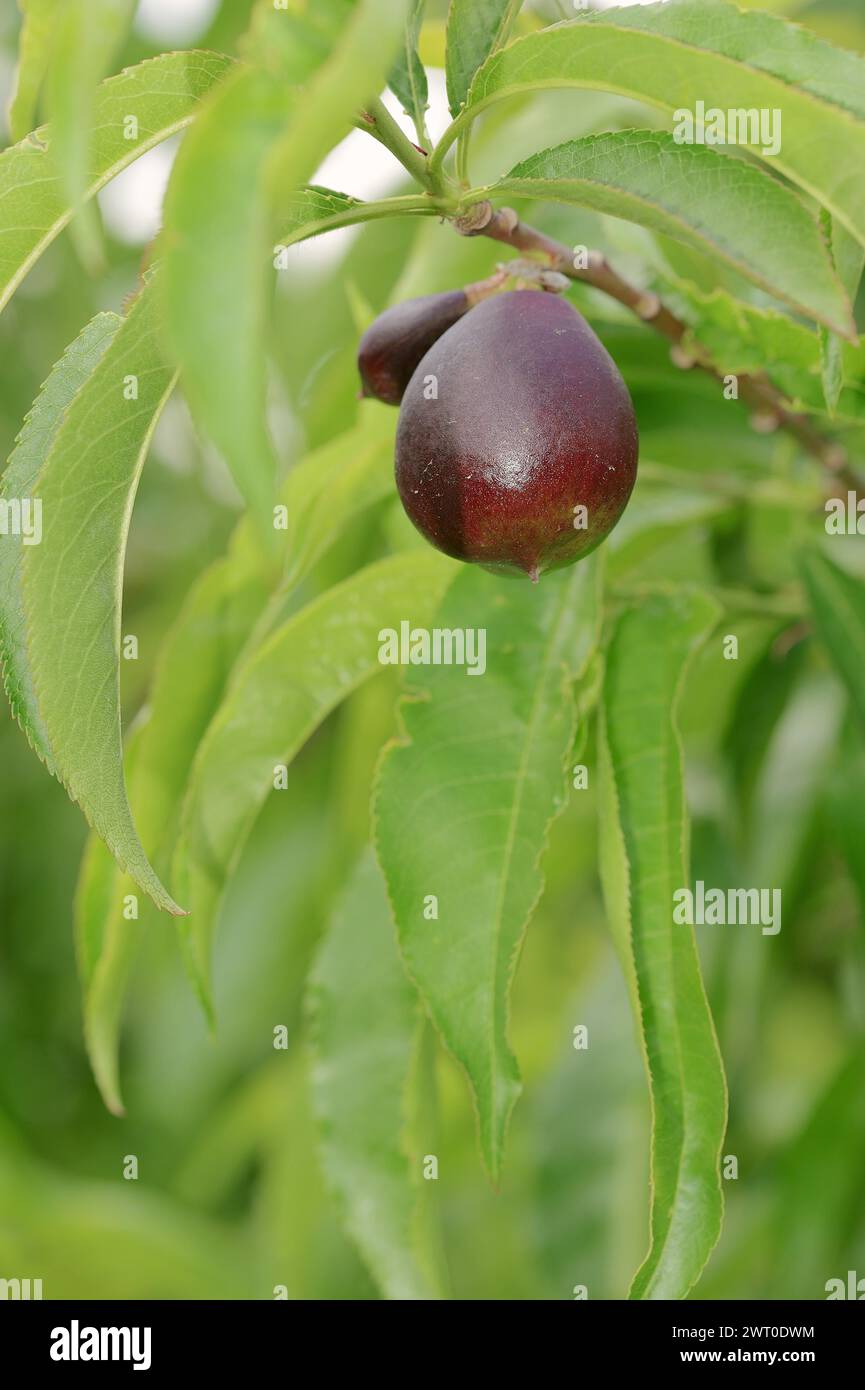 Nectarine (Prunus persica var. nucipersica), unripe fruit on the tree