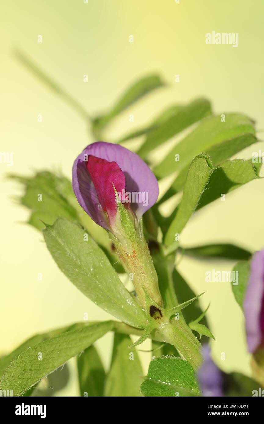 Narrow-leaved vetch (Vicia angustifolia), flower, Provence, southern France Stock Photo