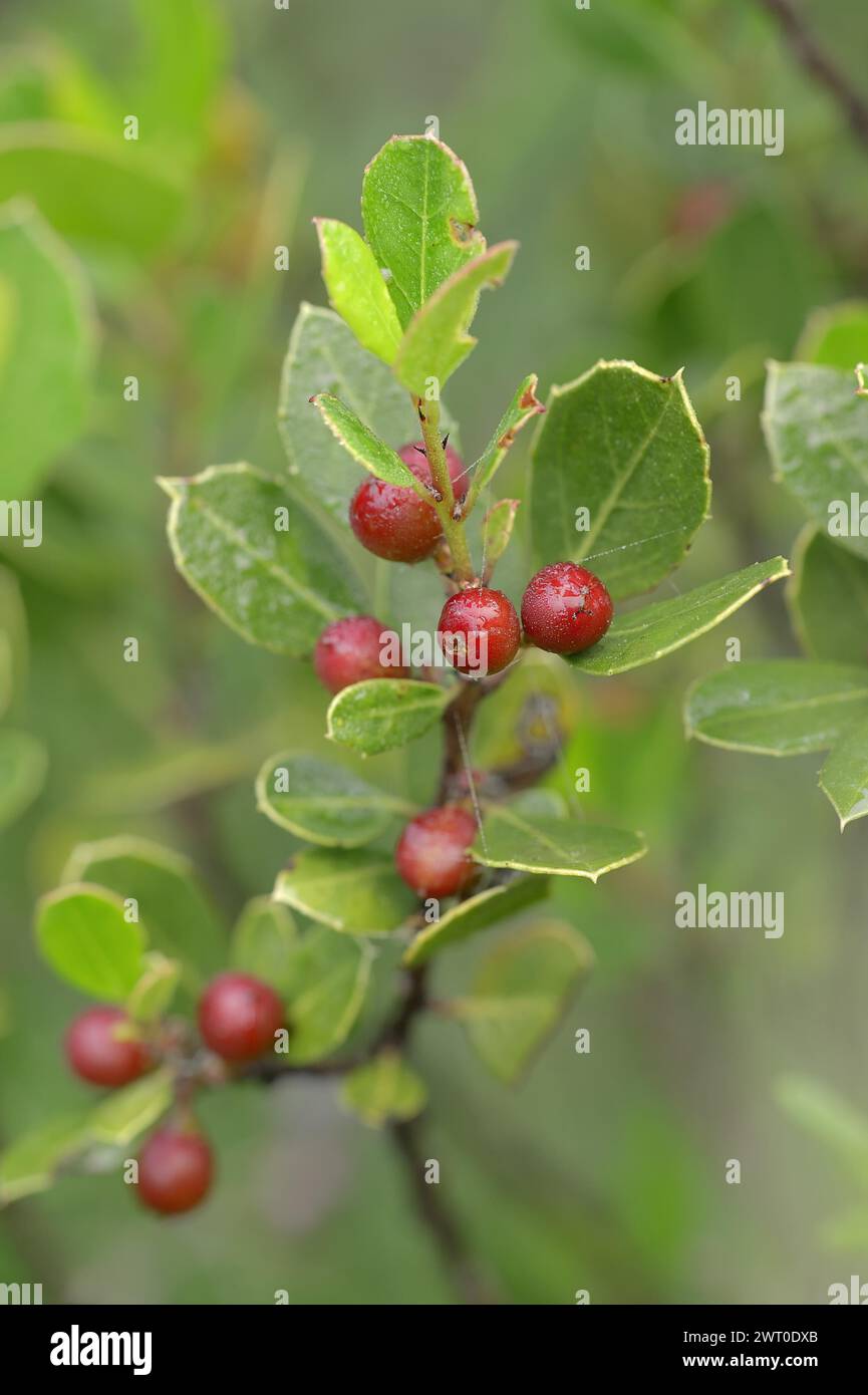 Italian buckthorn (Rhamnus alaternus), twig with leaves and fruit, Provence, southern France Stock Photo