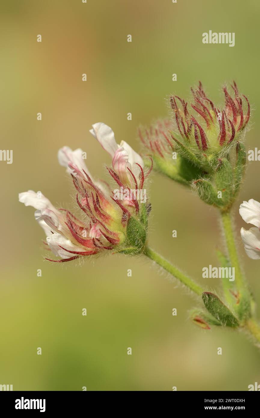 Hairy sweet clover or rough-haired sweet clover (Lotus hirsutum, Dorycnium hirsutum), flowers, Provence, southern France Stock Photo