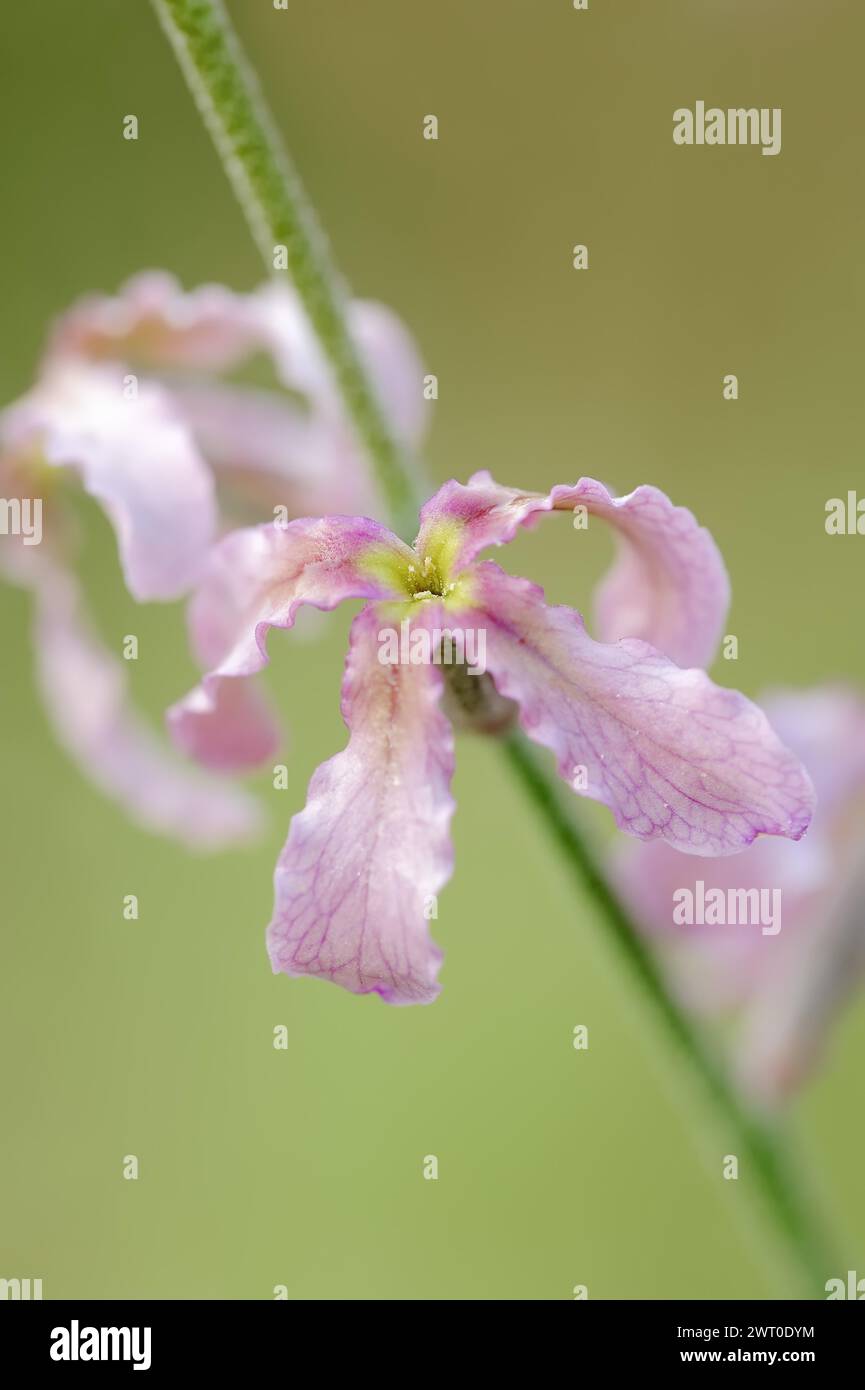 Cloudy levkoe (Matthiola fruticulosa), flower, Provence, southern France Stock Photo