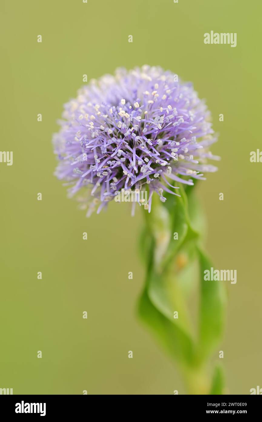 Common globe flower (Globularia punctata, Globularia bisnagarica), Provence, southern France Stock Photo
