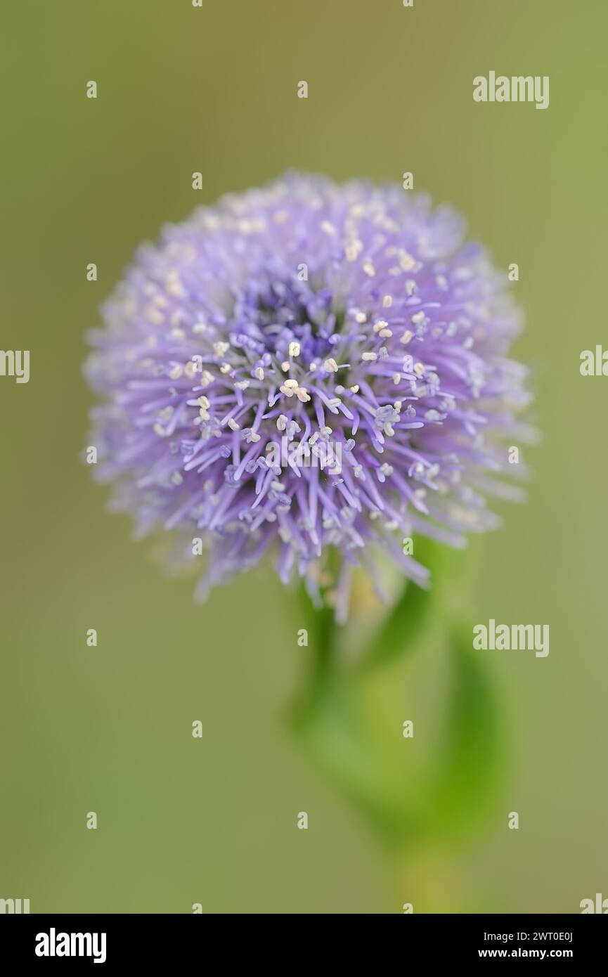 Common globe flower (Globularia punctata, Globularia bisnagarica), Provence, southern France Stock Photo