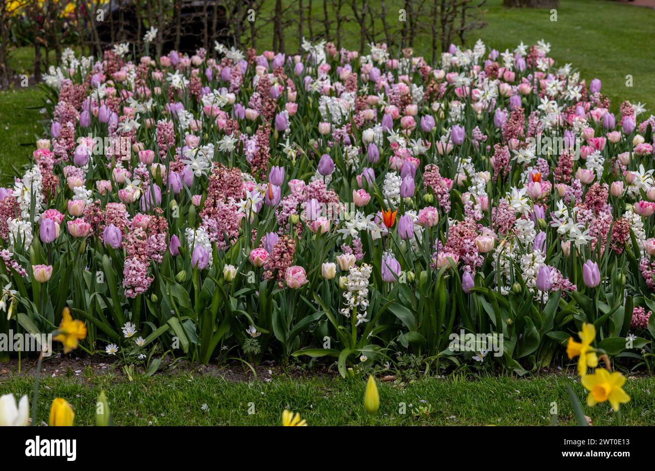 Colorful tulips and hyacinths blooming in a garden Stock Photo - Alamy