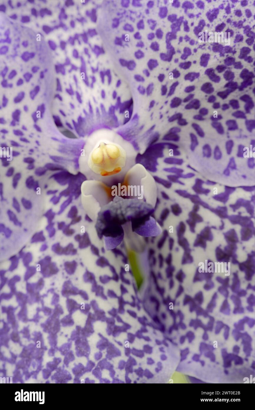 Orchid 'Vanda Trevor Rathbone' (Vanda hybride), flower detail, houseplant, North Rhine-Westphalia, Germany Stock Photo
