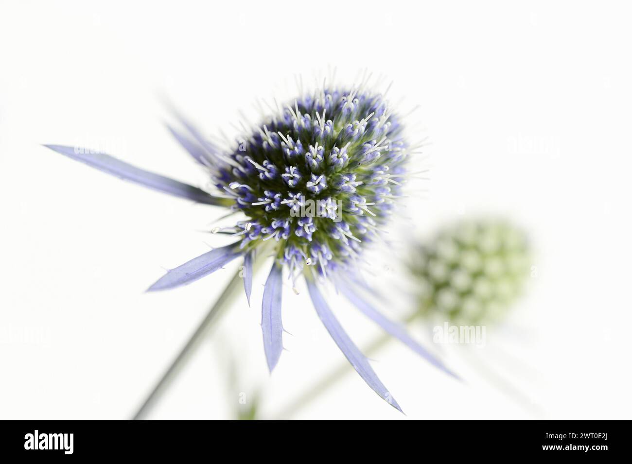 Amethyst sea holly (Eryngium amethystinum), flowers against a white