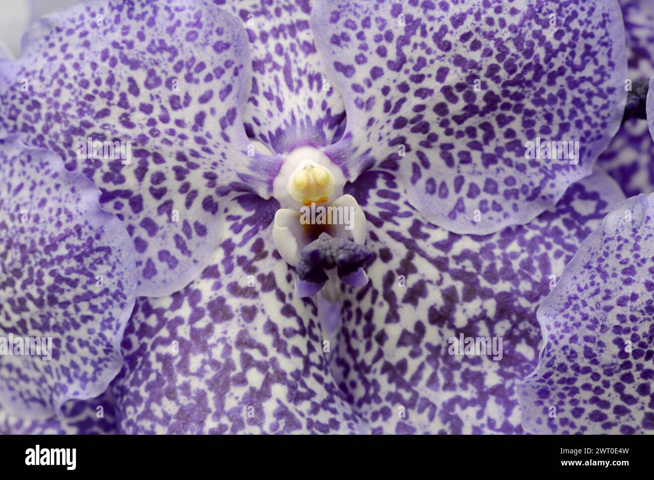 Orchid 'Vanda Trevor Rathbone' (Vanda hybride), flower detail, houseplant, North Rhine-Westphalia, Germany Stock Photo