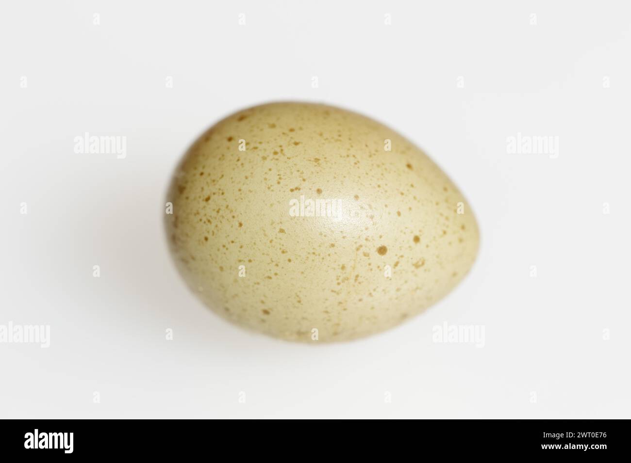 Chinese dwarf quail (Synoicus chinensis, Coturnix chinensis), egg, quail egg on white background Stock Photo