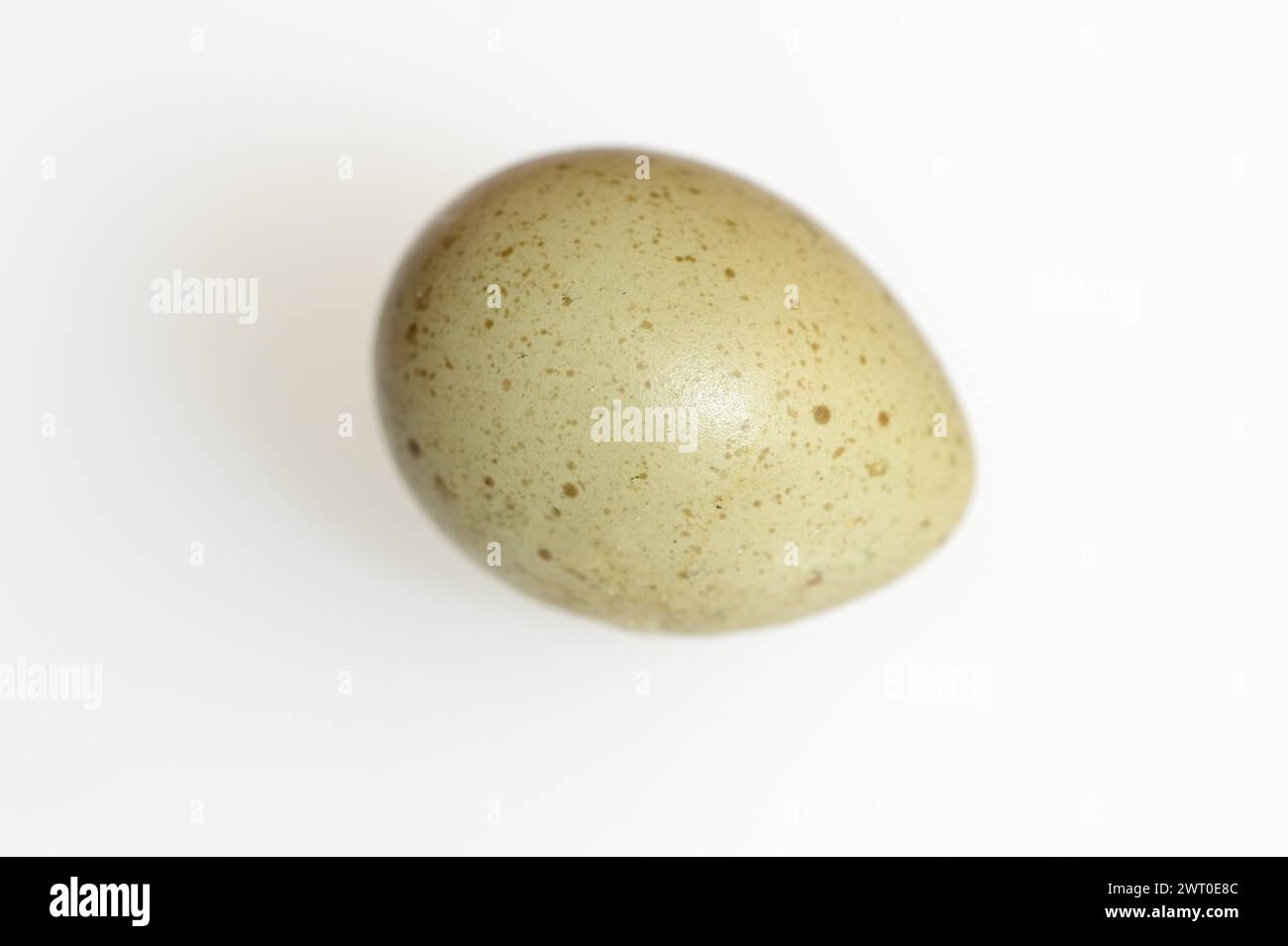 Chinese dwarf quail (Synoicus chinensis, Coturnix chinensis), egg, quail egg on white background Stock Photo