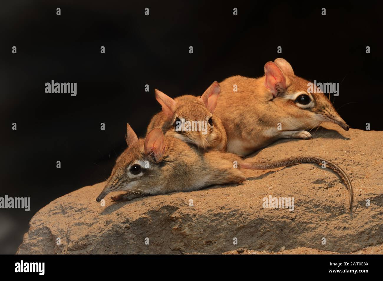 Redbrown elephant shrew or redbrown trunked shrew (Galegeeska