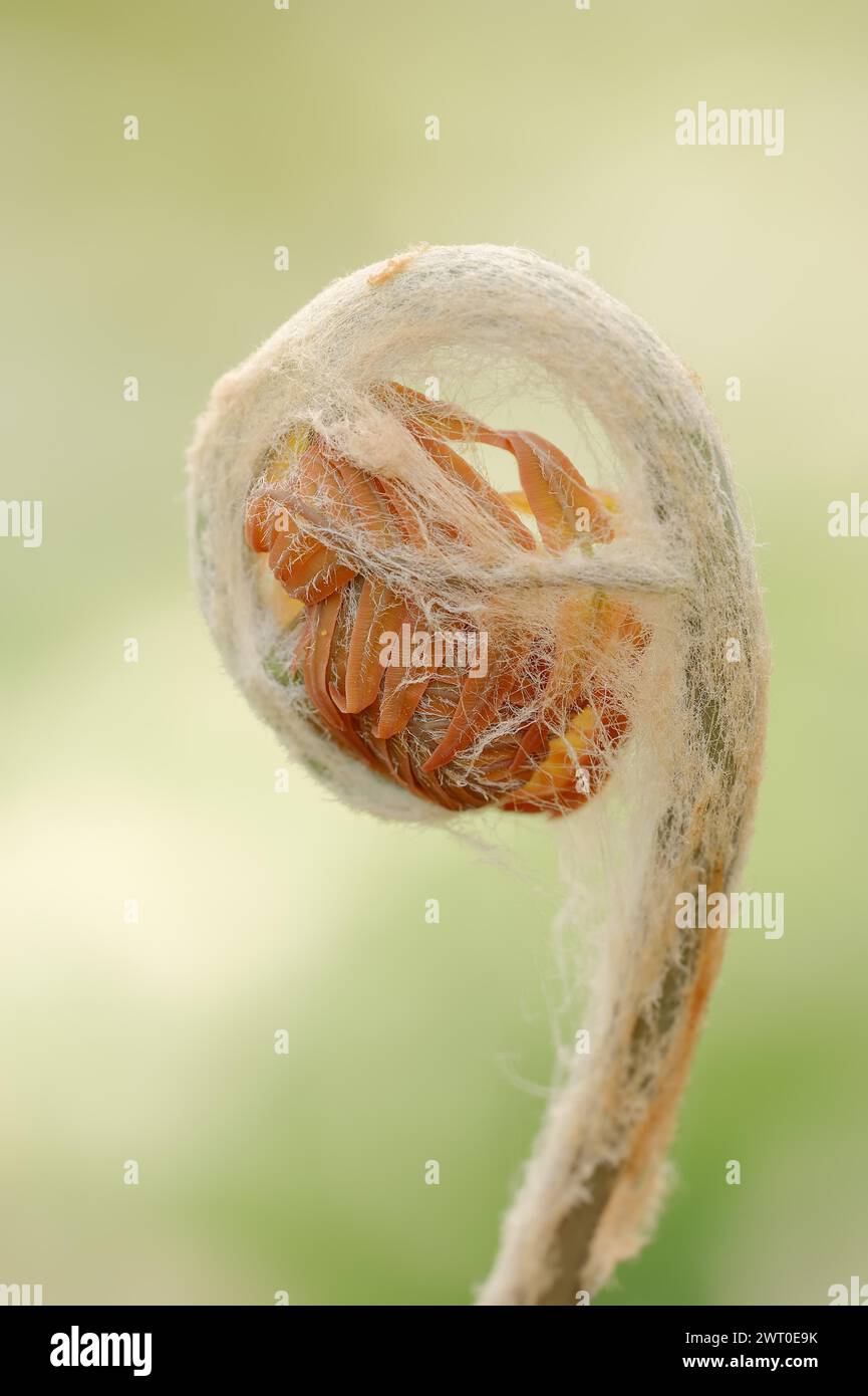 Cinnamon fern (Osmundastrum cinnamomeum, Osmunda cinnamomea), leaf emergence in spring, ornamental plant, North Rhine-Westphalia, Germany Stock Photo