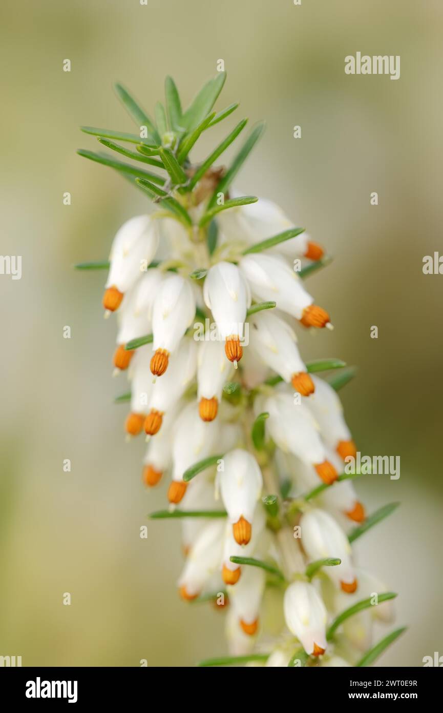 Snow heather or spring heather (Erica herbacea, Erica carnea), flowering, ornamental plant, North Rhine-Westphalia, Germany Stock Photo