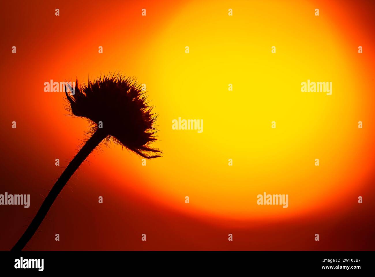 Delicate flower silhouette stands hi-res stock photography and images ...