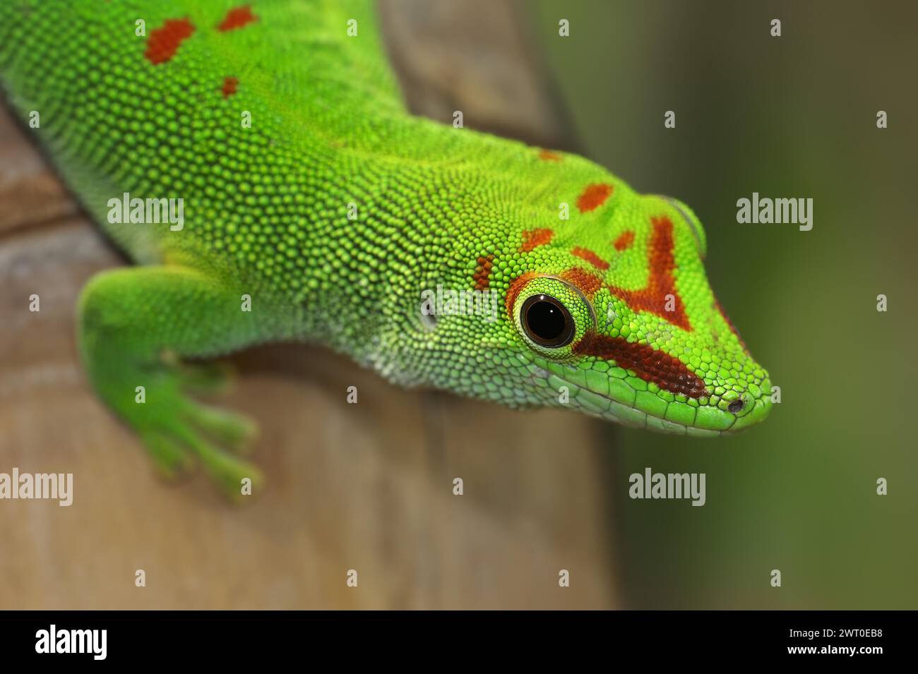 Madagascar giant day gecko (Phelsuma grandis), captive, native to Madagascar Stock Photo