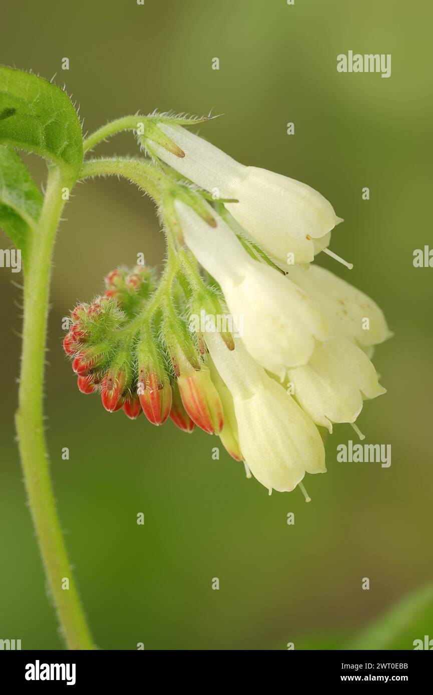 Small Caucasian comfrey (Symphytum grandiflorum), flower, ornamental plant, North Rhine-Westphalia, Germany Stock Photo