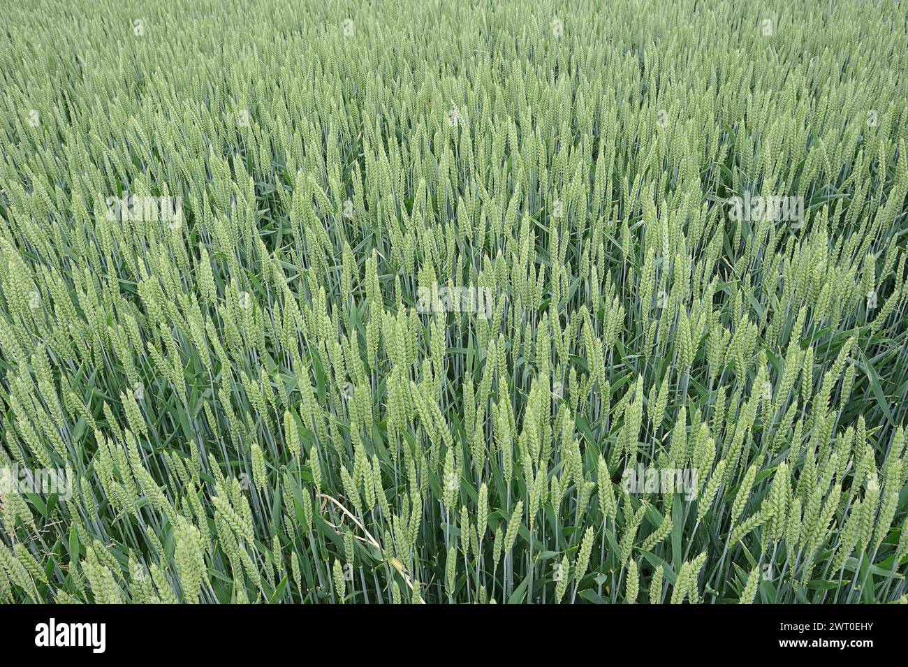 Field with wheat or common wheat (Triticum aestivum, Triticum vulgare), North Rhine-Westphalia, Germany Stock Photo