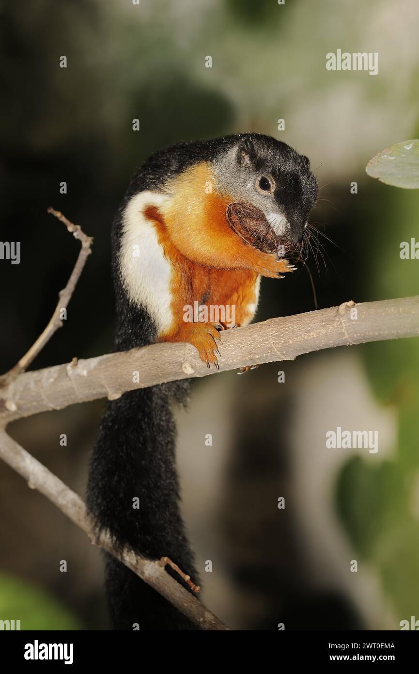 Prevost's squirrel or Prevost's squirrel (Callosciurus prevostii ...