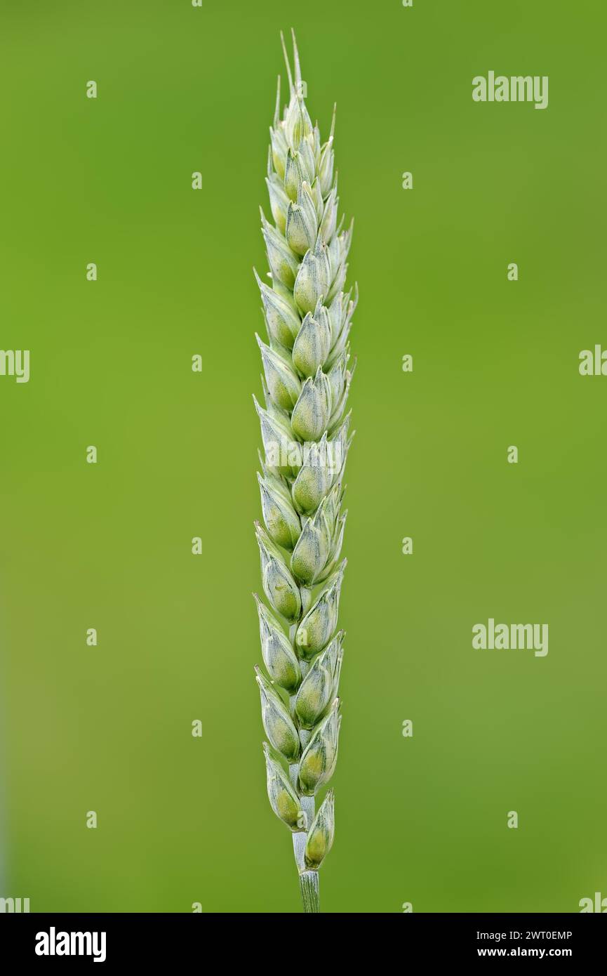 Wheat or common wheat (Triticum aestivum, Triticum vulgare), North Rhine-Westphalia, Germany Stock Photo