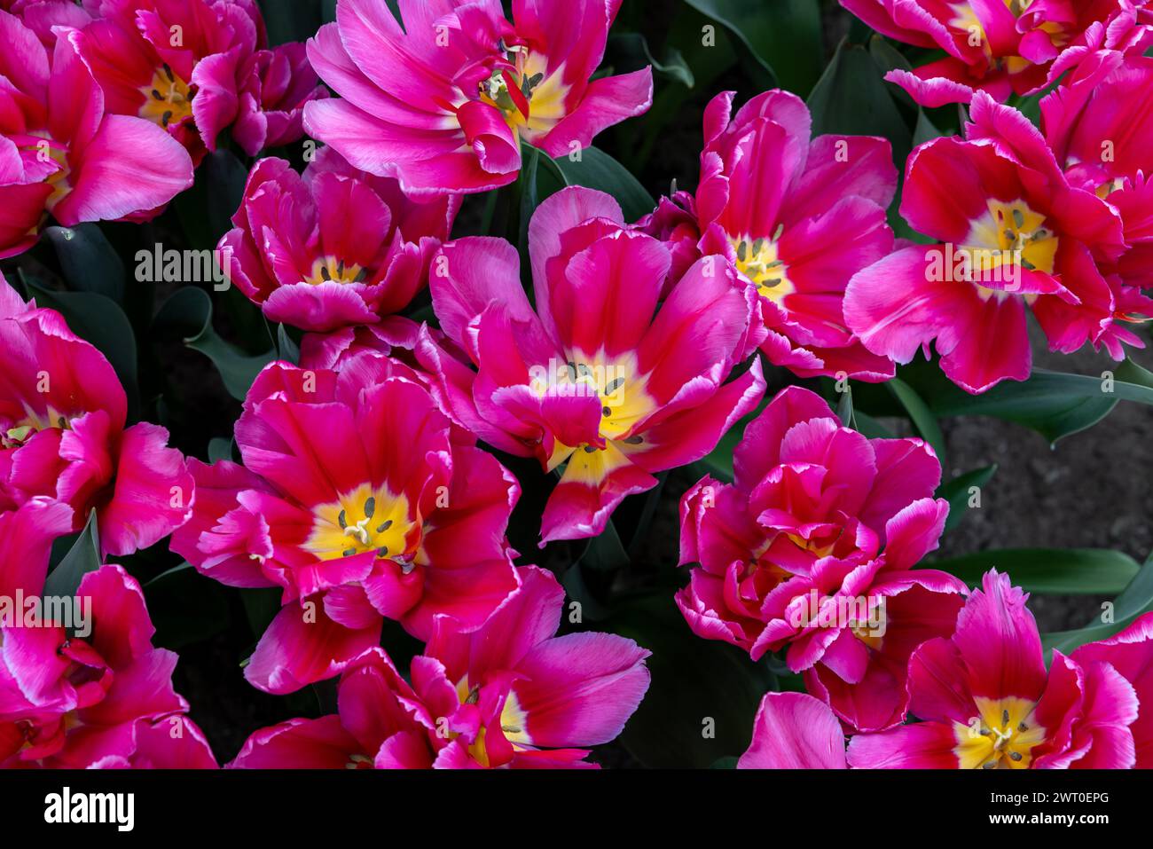 Red tulip called Supri Candy, Triumph group. Tulips are divided into groups that are defined by their flower features Stock Photo