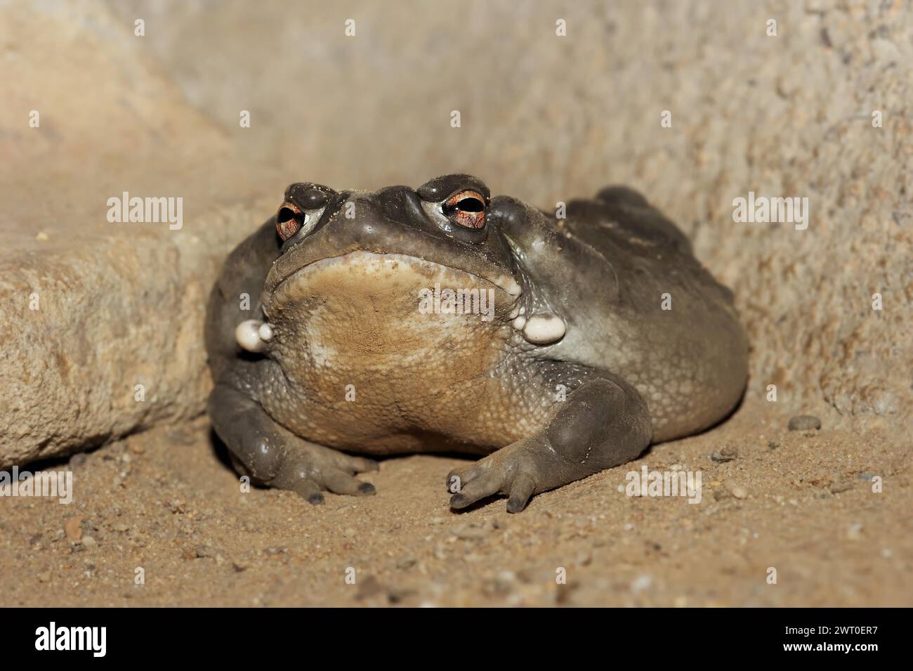 Sonora desert toad hi-res stock photography and images - Alamy