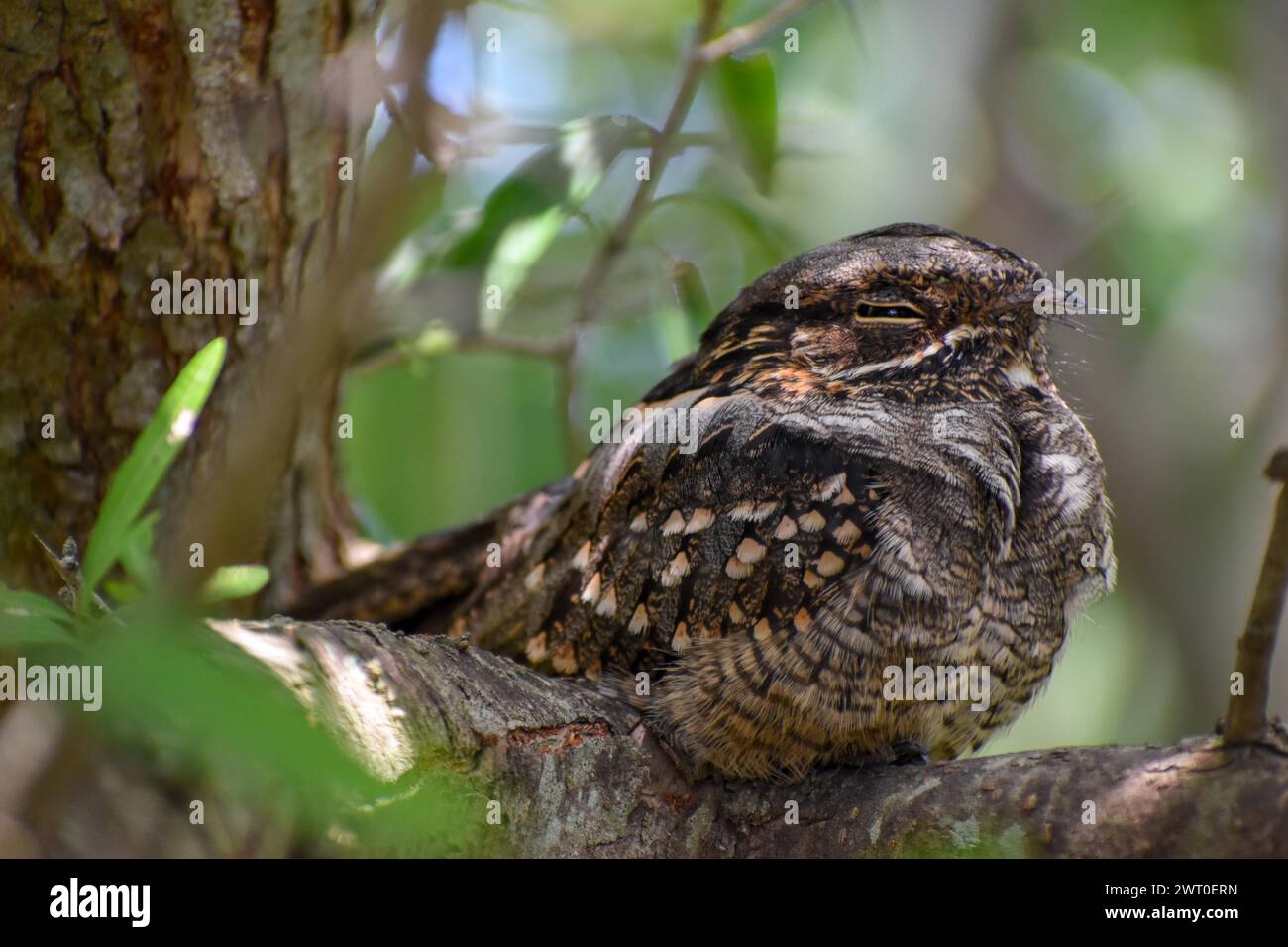 Very rarely seen Little Nightjar (Setopagis parvula), spends the day