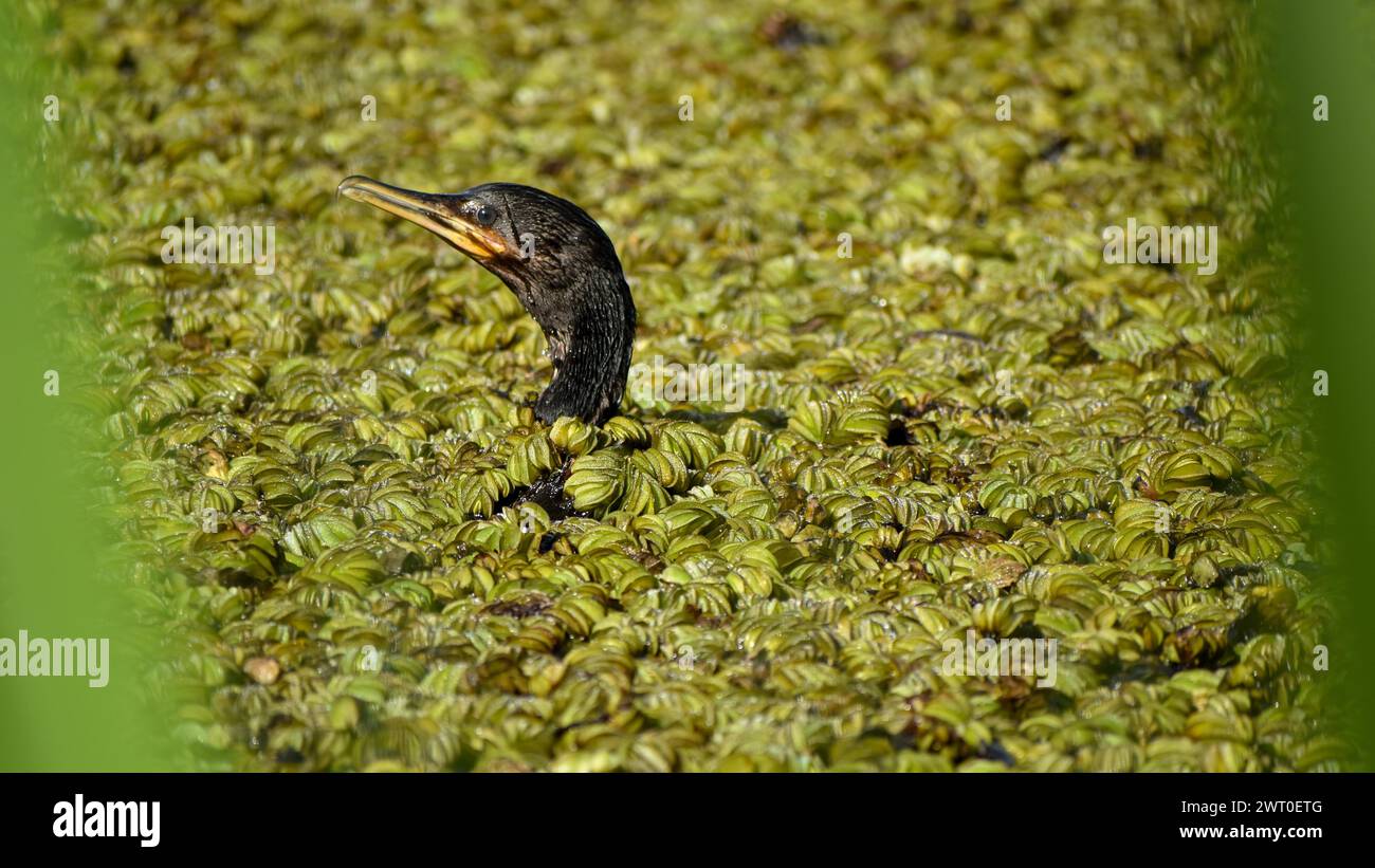 Humboldt cormorant (Nannopterum brasilianum) swimming on a lake full of