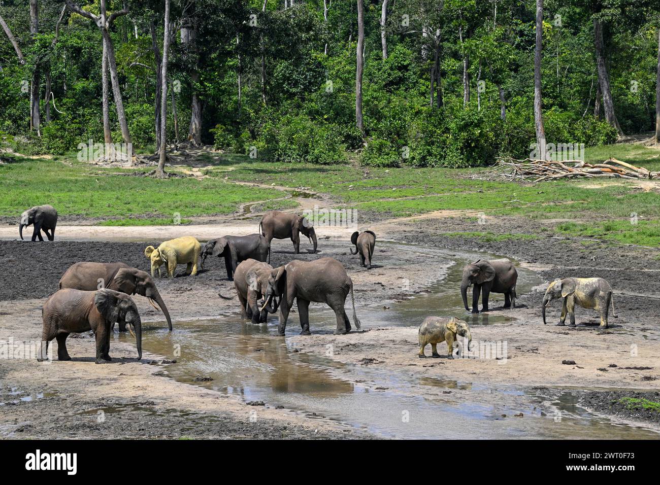 African forest elephants (Loxodonta cyclotis) in the Dzanga Bai forest clearing, Dzanga-Ndoki National Park, Unesco World Heritage Site Stock Photo