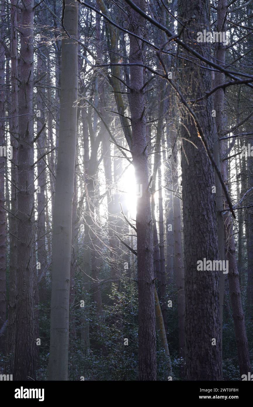 The sunlight filtering through dense forest canopy with lush green ...