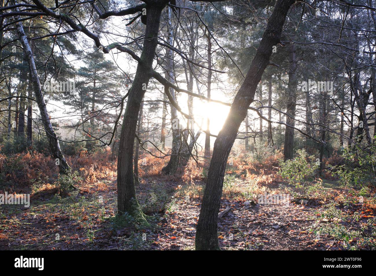 Sunlight trees forest hi-res stock photography and images - Alamy