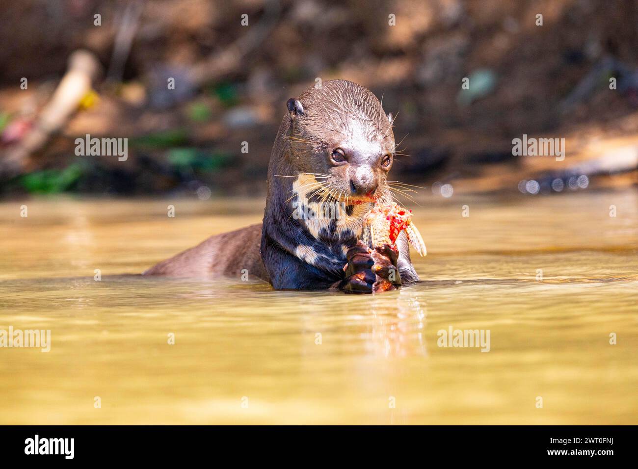 Giant otter (Pteronura brasiliensis) Pantanal Brazil Stock Photo - Alamy