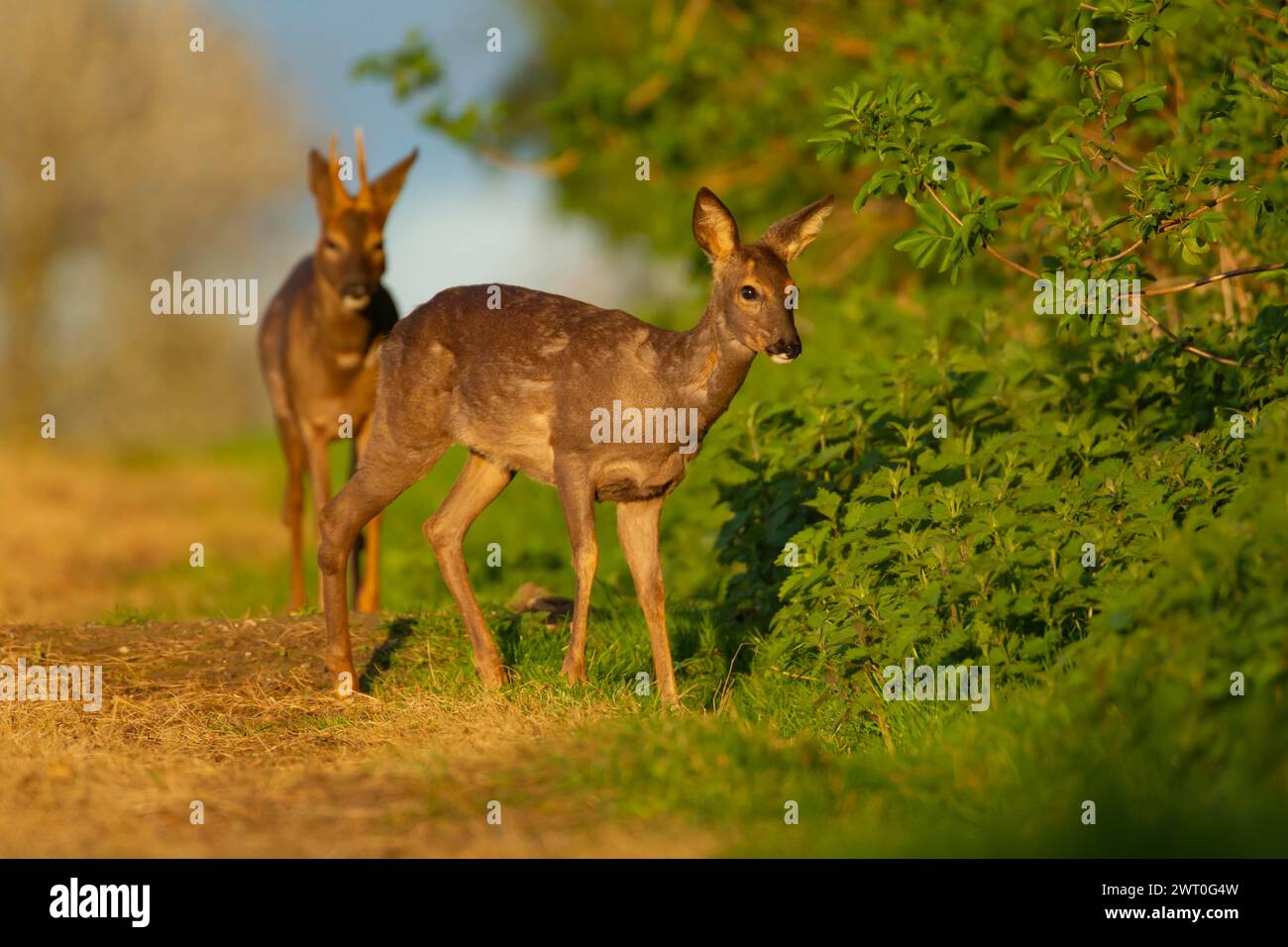 Roe deer (Capreolus capreolus) adult male buck and female doe standing ...