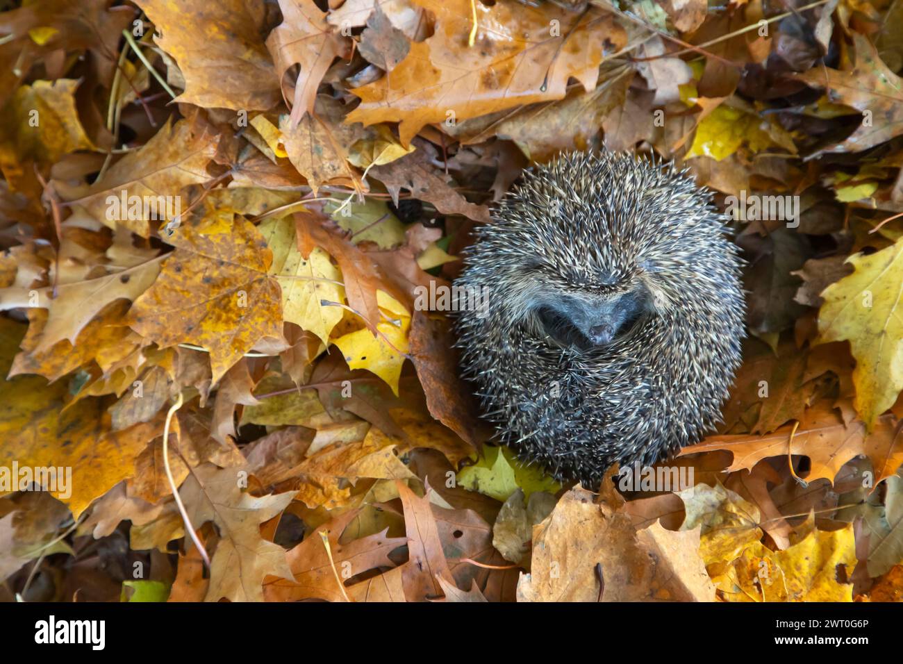 European hedgehog (Erinaceus europaeus) adult animal curled in a ball resting on fallen autumn leaves, England, United Kingdom Stock Photo