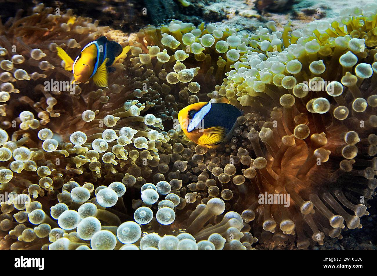 Blue-banded anemonefish (Amphiprion crysopterus), in magnificent sea anemone (Heteractis magnifica), Vakarufalhi, Ari Atoll, Maldives, Indian Ocean Stock Photo