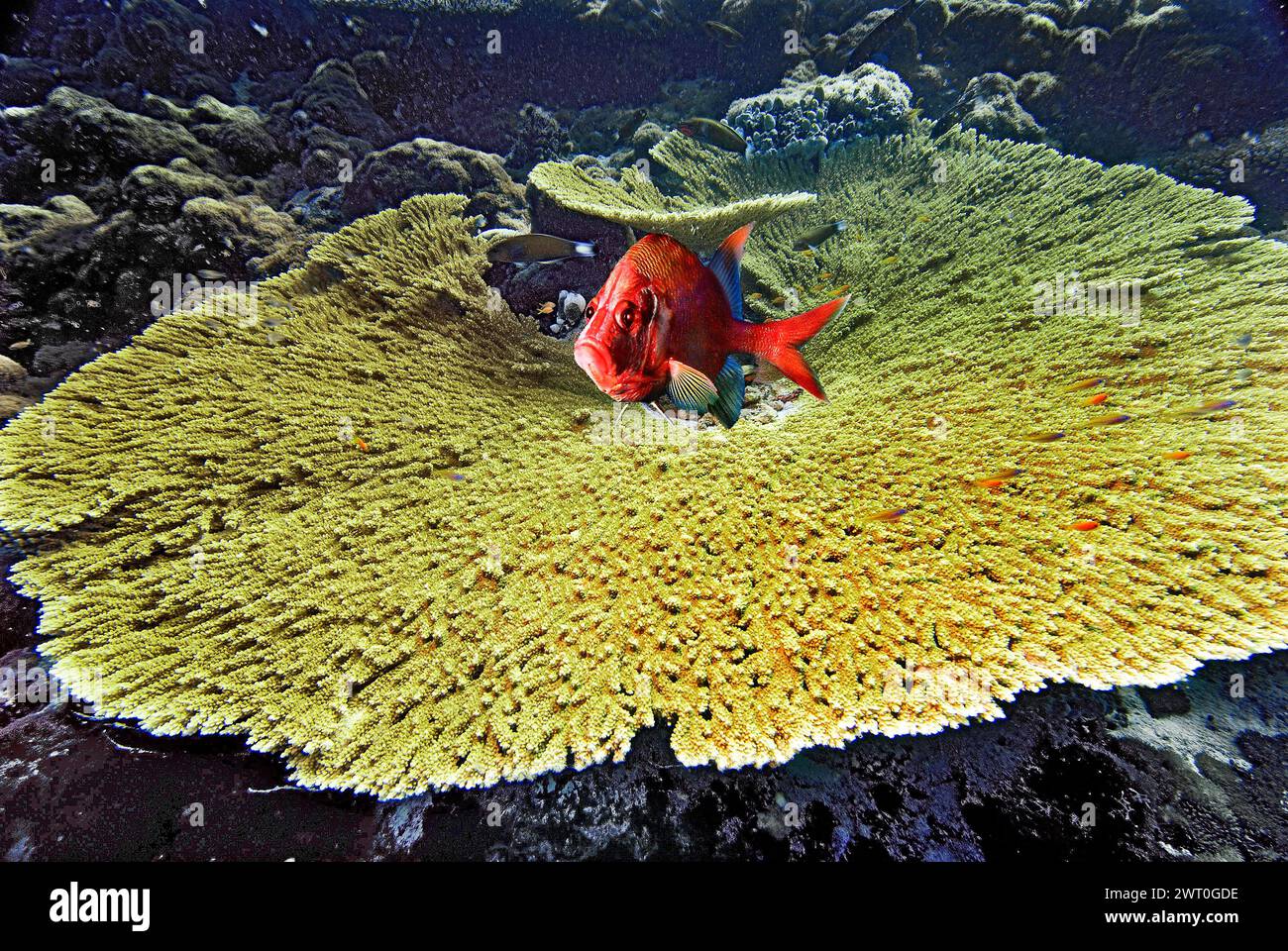 Photomontage fish, fine-branched table coral (Acropora spicifera), and large spined hussar fish (Sargocentron spiniferum), Vakarufalhi, Ari Atoll Stock Photo