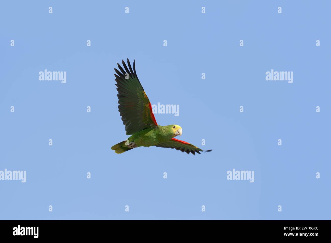 Yellow-headed Amazon or Belize Yellow-headed Amazon (Amazona oratrix belizensis, Amazona ochrocephala belizensis), flying, captive, occurring in Stock Photo