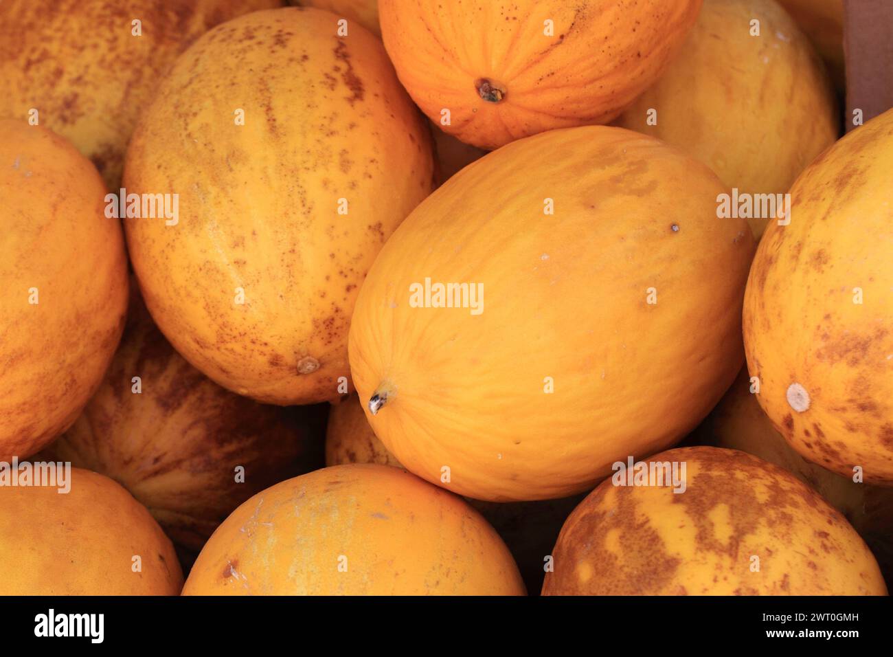 yellow melons fruit as natural food background Stock Photo