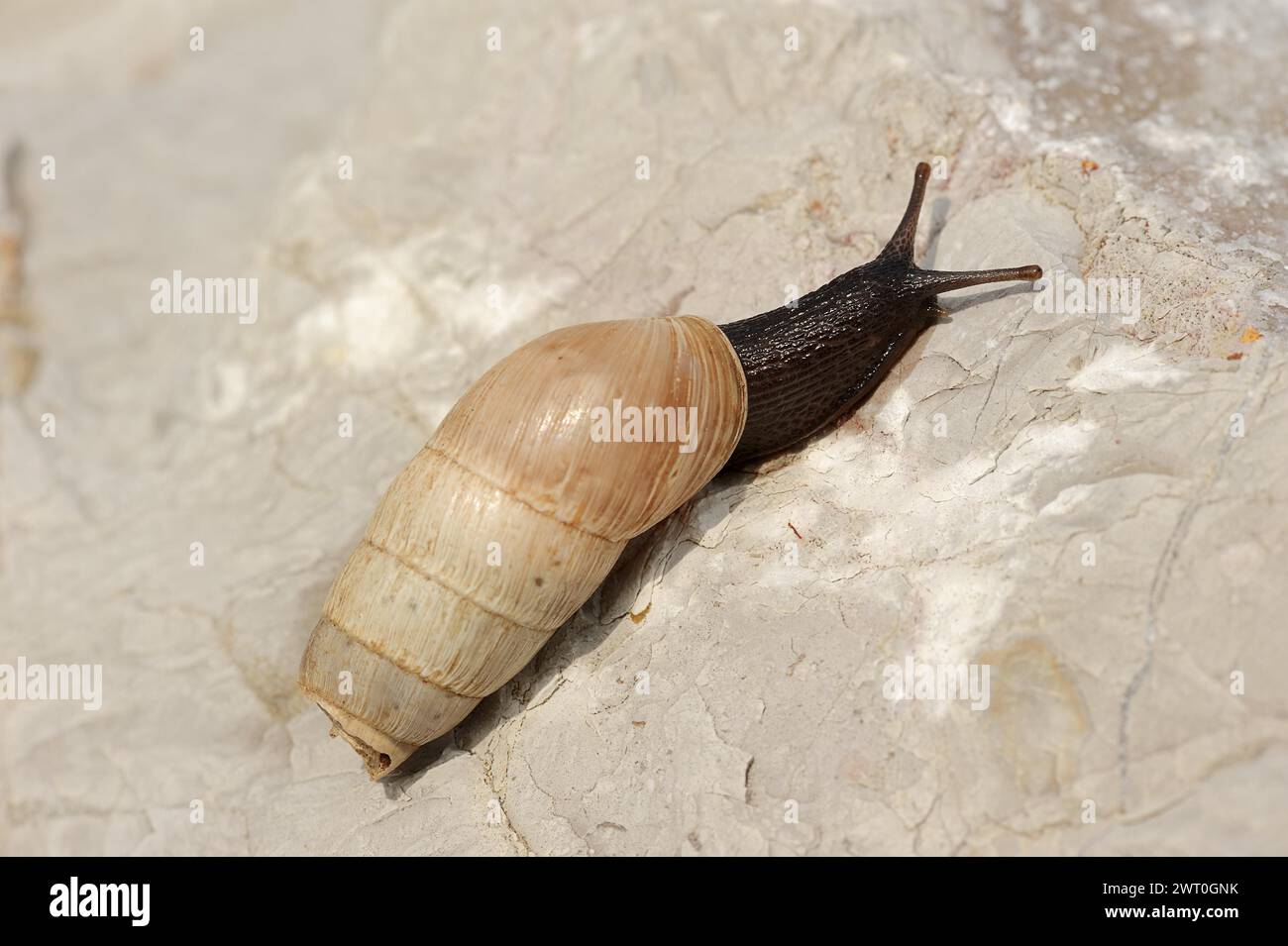 Decollate snail (Rumina decollata), Provence, Southern France Stock Photo